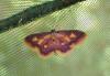 Idaea muricata